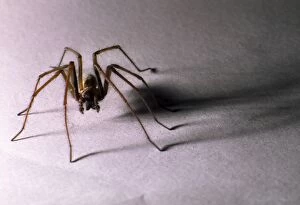 Images Dated 19th October 2004: House Spider Big hairy male casting sinister shadow Reading house, UK