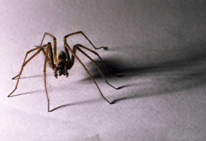 Images Dated 19th October 2004: House Spider Big hairy male casting sinister shadow Reading house, UK