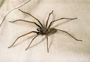 Halloween Collection: House Spider Big hairy male crawling over cloth Reading house, UK