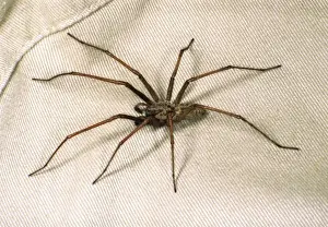 Crawling Prints: House Spider Big hairy male crawling over cloth Reading house, UK