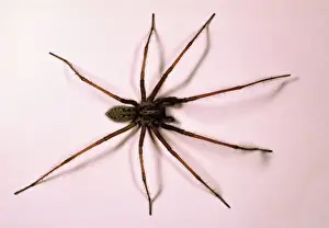 Halloween Prints: House Spider Big and hairy male on white background Reading house, UK