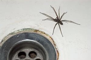 House Spider - commonly found coming out of bath plugholes