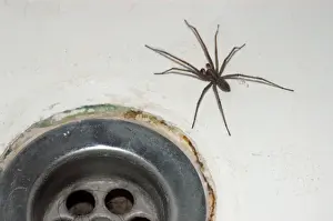 Baths Prints: House Spider- commonly found coming out of bath plugholes