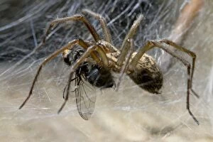 House Spider feeding on fly