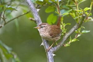 Images Dated 17th June 2012: House Wren