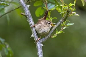Images Dated 17th June 2012: House Wren