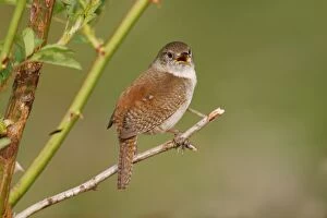 Images Dated 6th May 2006: House Wren