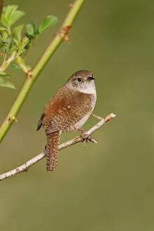 Images Dated 6th May 2006: House Wren