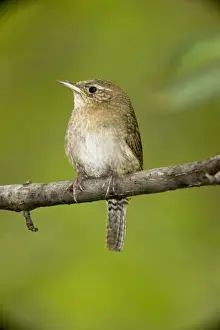 Wren Prints: House Wren - Arizona - USA - brown-throated race - An uncommon resident in Southeastern Arizona mountains