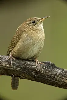 House Wren - Arizona - USA - brown-throated race - An uncommon resident in Southeastern Arizona mountains (7 to 8000 feet)