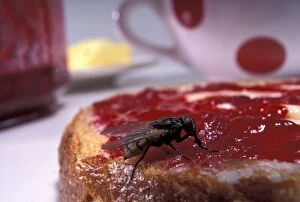 Bread Gallery: Housefly -  on a slice of bread with jam