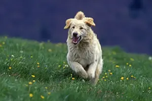 Hovawart Dog - Running in meadow