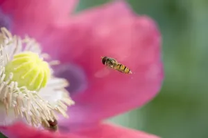Hoverflies Prints: Hover Fly Approaching opium poppy Norfolk UK