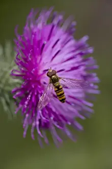 Drinking Nectar Prints: Hover-fly (Episyrphus balteatus)