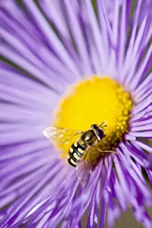 Hoverflies Prints: Hover fly - feeding on Erigeron flower