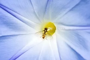Images Dated 7th August 2008: Hover Fly - feeding on Morning Glory flower - Norfolk England