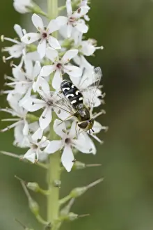 Collection Prints: Hover Fly - on flower - Garden, Essex, UK IN000799