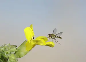 Hoverflies Prints: Hover fly - landing on mimulus - Bedfordshire UK 007660
