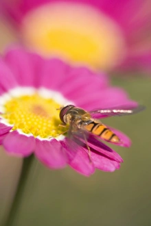 Marguerite Daisy - pink flowers