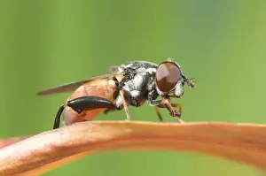 Compound Eye Prints: Hover Fly - on Red Petal Norfolk UK