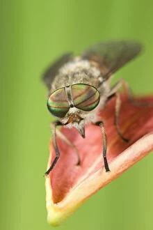 Images Dated 15th June 2004: Hover Fly - resting on flower petal Norfolk UK