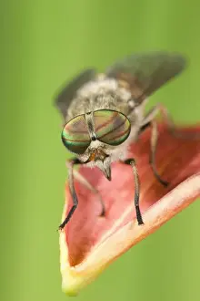 Compound Eye Prints: Hover Fly - resting on flower petal Norfolk UK