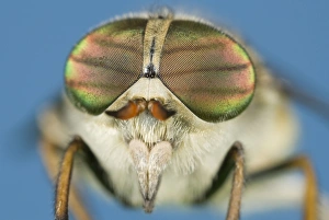 Images Dated 14th June 2004: Hover Fly - showing head and eyes Norfolk UK