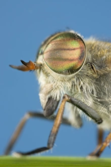 Images Dated 14th June 2004: Hover Fly - showing head and eyes Norfolk UK