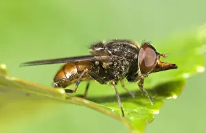 Hover Fly - showing snout Norfolk UK