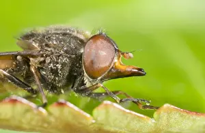Hover Fly - showing snout Norfolk UK