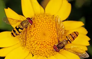 Hoverflies (and Episyrphus balteatus) on Corn Marigold flower. Dorset