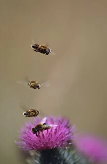 Images Dated 1st March 2007: Hoverflies - hoverinh in column above Thistle