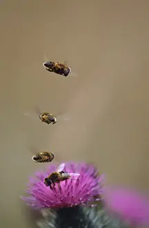 Following Prints: Hoverflies - hoverinh in column above Thistle