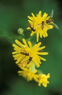 Hoverflies - on yellow flowers
