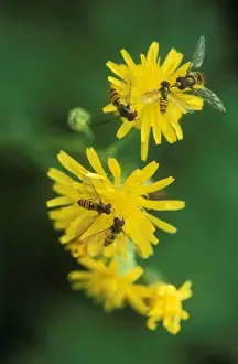 Hoverflies Prints: Hoverflies On yellow flowers