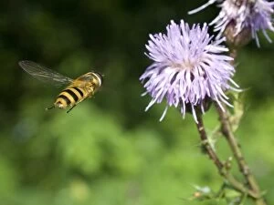 Hoverfly - approaching flower