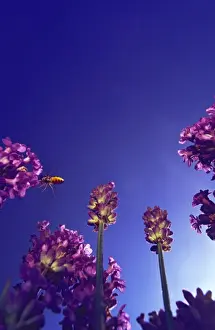 Lavenders Prints: Hoverfly close to lavender flowers against deep blue sky very close steeply angled view from below