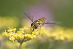 Images Dated 28th July 2004: Hoverfly - Feeding on Fennel Flowers Norfolk UK