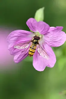 Hoverflies Prints: Hoverfly - feeding on flower in garden - Lower Saxony - Germany