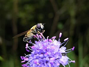 Images Dated 8th September 2005: Hoverfly - on flower. Nigula national park - Estonia