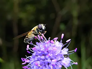Estonia Prints: Hoverfly - on flower. Nigula national park - Estonia
