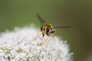 Perches Prints: Hoverfly - on Flower - UK