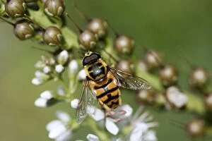 Images Dated 9th August 2010: Hoverfly - on garden flower - Essex - UK IN000966