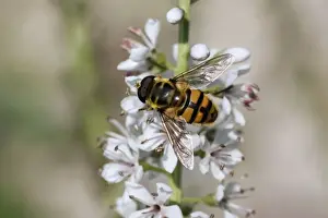 Hovering Prints: Hoverfly - on garden flower - Essex - UK IN000968