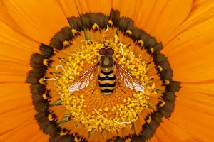 Hovering Prints: Hoverfly - on Gazania flower - Essex - UK IN000958