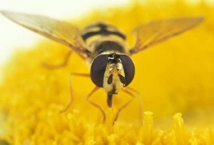Hoverfly - Large compound eyes