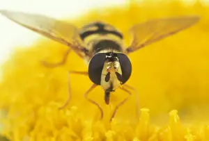 Compound Eye Prints: Hoverfly Large compound eyes, UK. Fam: Syrphidae