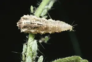 Flies Prints: Hoverfly Larva Feeding on aphid, UK. Fam:Syrphidae