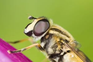 Hoverfly - resting on Foxglove flower