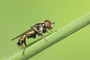 Hoverfly - resting on grass leaf
